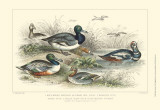 Duck Varieties Posters by J. Stewart