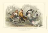 Roosters & Hens Posters by J. Stewart