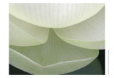 Lotus Detail V Posters by Jim Christensen