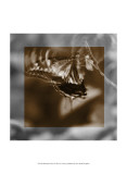 Butterfly Study I Prints