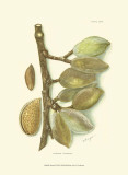 Almond Juliste