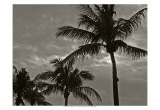 Palms at Night IV Posters by Tang Ling