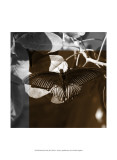Butterfly Study II Posters