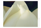 Lotus Detail III Posters af Jim Christensen Lotus Detail III Posters af Jim Christensen