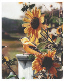 A Golden Morning Lámina por Kevin Daniel