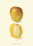 Mango Posters