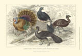 Turkey & Curassows Prints by J. Stewart
