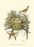 Prairie Warbler & Nest Posters