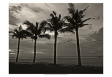 Palms at Night VI Poster by Tang Ling