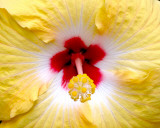 Yellow Hibiscus Art by Karol King