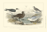 Gulls & Terns Prints by J. Stewart