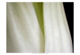 Bok Choy II Prints by Jim Christensen