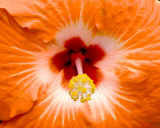 Orange Hibiscus Art by Karol King