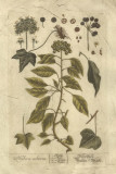 Vintage Foliage II Pósters Vintage Foliage II Pósters