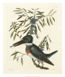 Antique Kingfisher II Láminas por Mark Catesby
