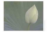 Lotus Detail VI Prints by Jim Christensen