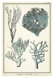Oversize Coral Species II Art