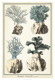 Oversize Coral Species III Posters