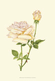 Victorian Rose IV Posters by P. Seguin-Bertault