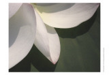 Lotus Detail IV Art by Jim Christensen