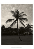 Palms at Night II Posters by Tang Ling