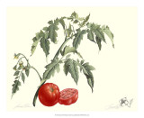 Tomato Poster by James Linton Sain