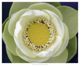 Delicate Lotus II Prints by Jim Christensen