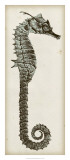 Vintage Seahorse II Posters Vintage Seahorse II Posters