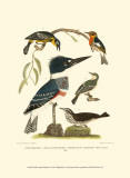 Small Antique Kingfisher I Póster por Alexander Wilson