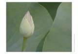 Lotus Detail VII Posters by Jim Christensen