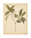 Nature's Greenery V Affiches