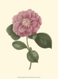 Camellia Blooms III Art by J.J. Jung