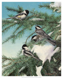 Winter Chicadees Art par Kevin Daniel