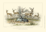 Antelope Varieties Art by J. Stewart