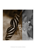 Butterfly Study IV Posters