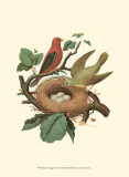 Scarlet Tanager & Nest Print