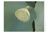 Lotus Detail VIII Prints by Jim Christensen