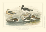 Oyster Catchers Posters by J. Stewart Oyster Catchers Posters by J. Stewart