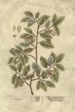 Vintage Foliage I Arte Vintage Foliage I Arte