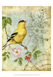 Songbird Sketchbook III Print by Jane Maday