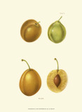 Plums I Prints Plums I Prints