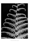 Fern II Art by Jim Christensen