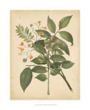 Nature's Greenery VI Posters