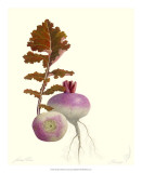 Turnip Prints by James Linton Sain