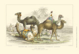 Asiatic Camels Prints by J. Stewart
