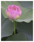 Blushing Lotus II Posters by Jim Christensen
