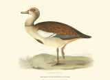 Egyptian Goose Posters