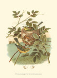 Golden Crowned Kinglet & Nest Affiches