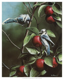 Summer Blue Jays Affiches par Kevin Daniel
