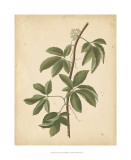 Nature's Greenery IV Posters